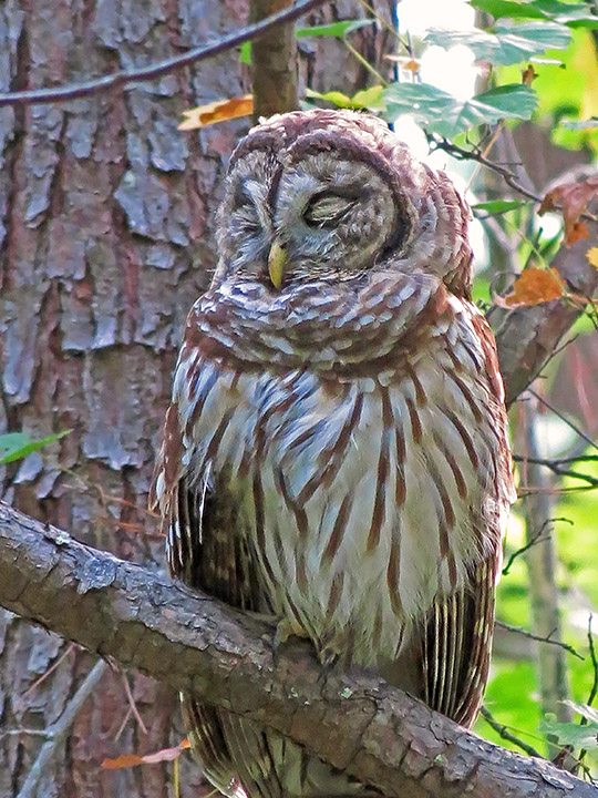 Barred_Owl