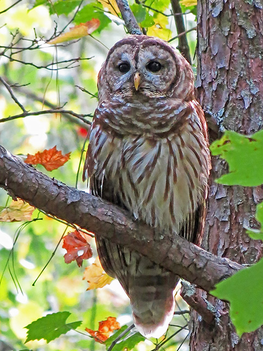 Barred_Owl