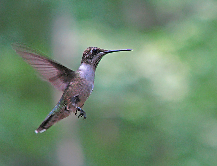 Hummingbird