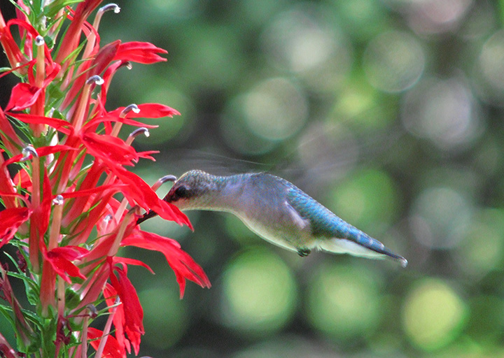 Hummer_Cardinal_flower