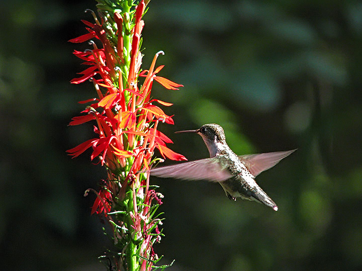 Hummer_cardinal_flower