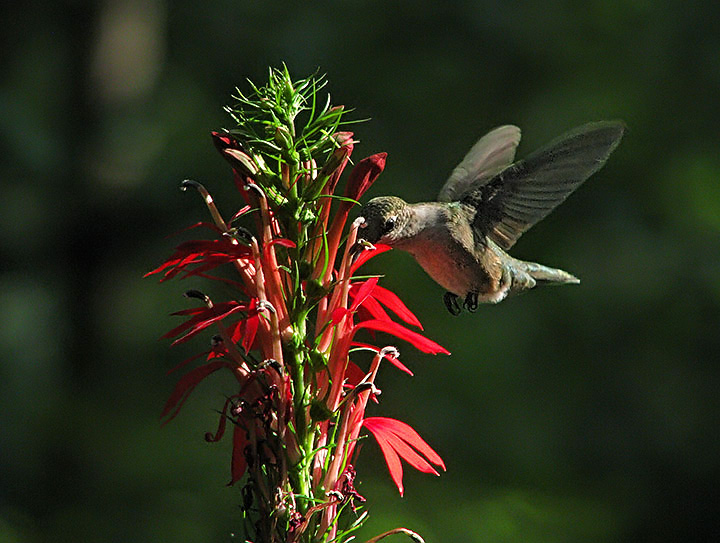 Hummer_cardinal_flower