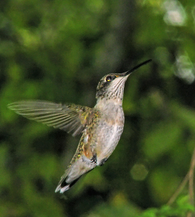 Hummer_flash