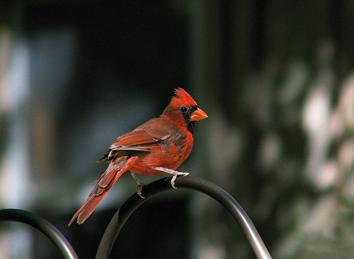 Cardinal