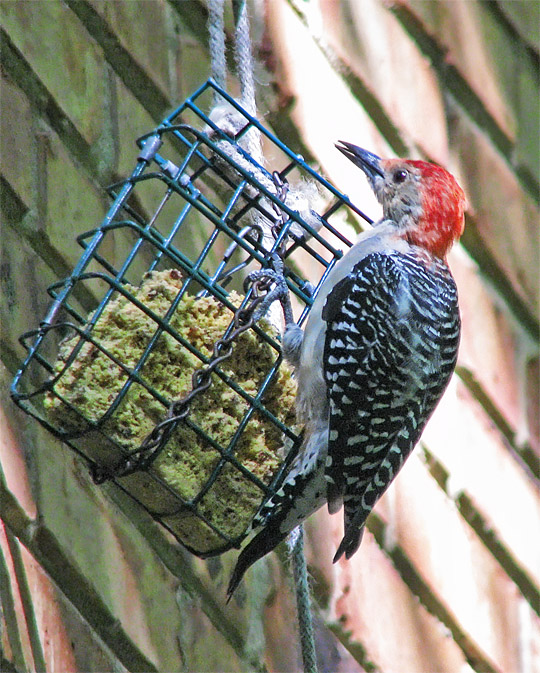 Woodpecker