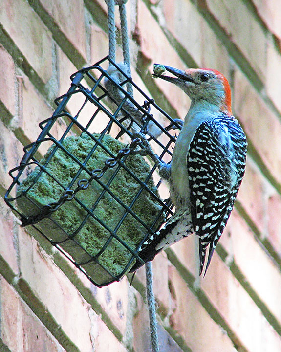 Woodpecker