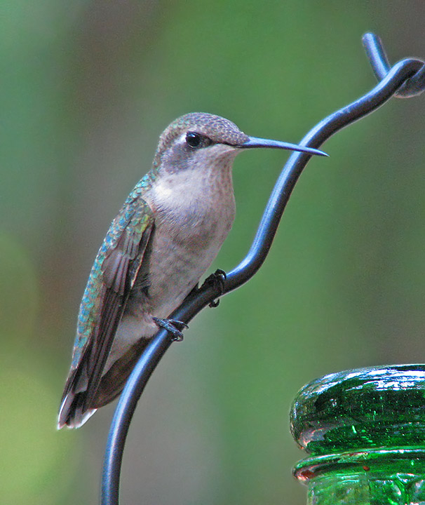 Hummer-perched