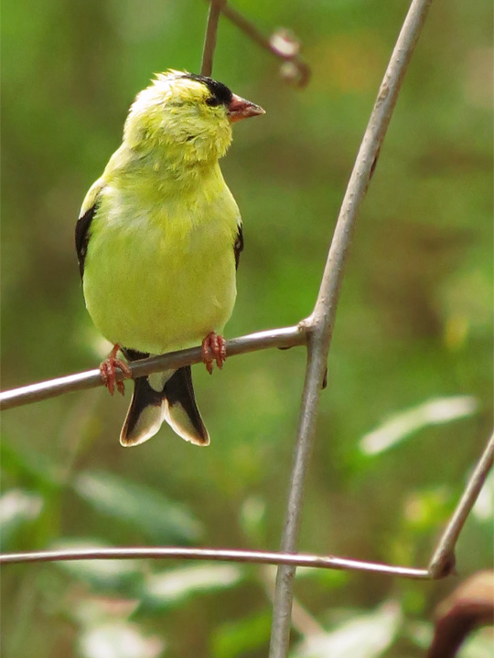 Goldfinch