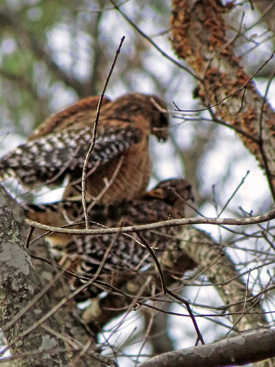 Mating_Hawks