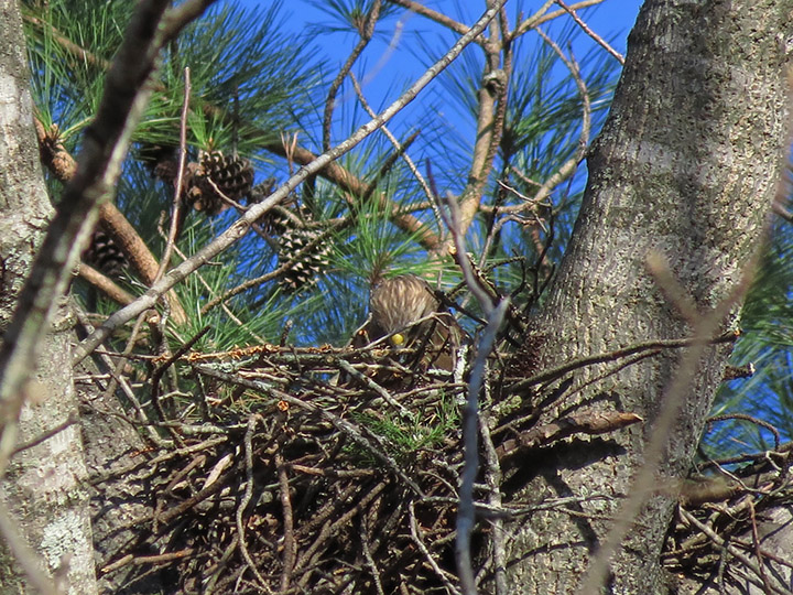 Hawk_nest