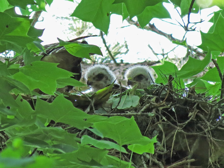 Hawk_chicks