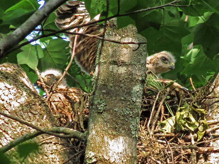 Hawk_chick