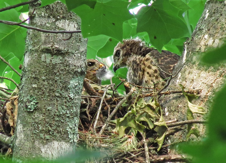 Hawks_feeding