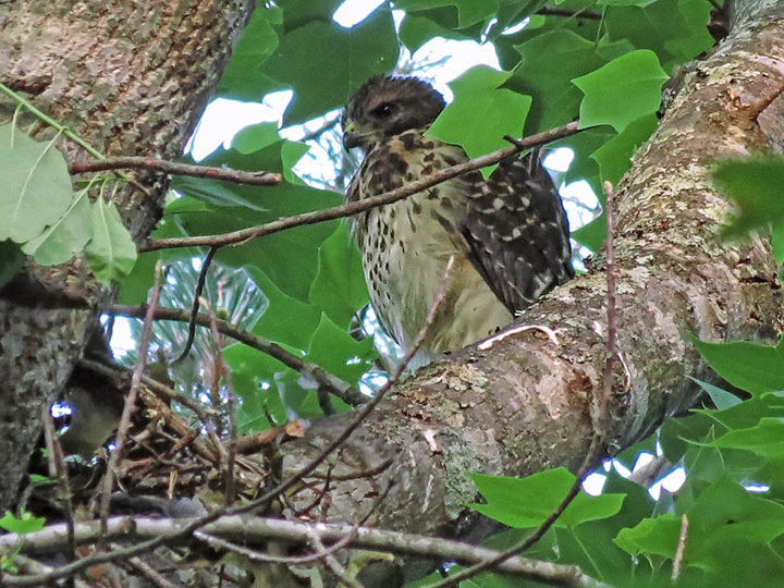 Chick_on_branch