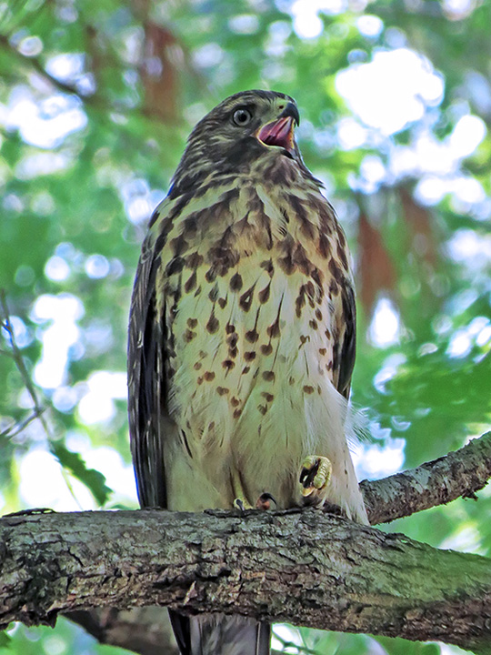 Hawk_juvenile