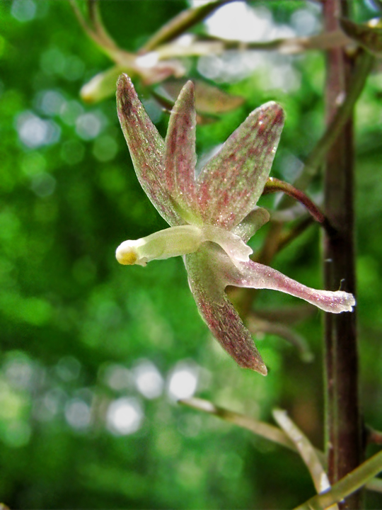 Crane-fly_orchid