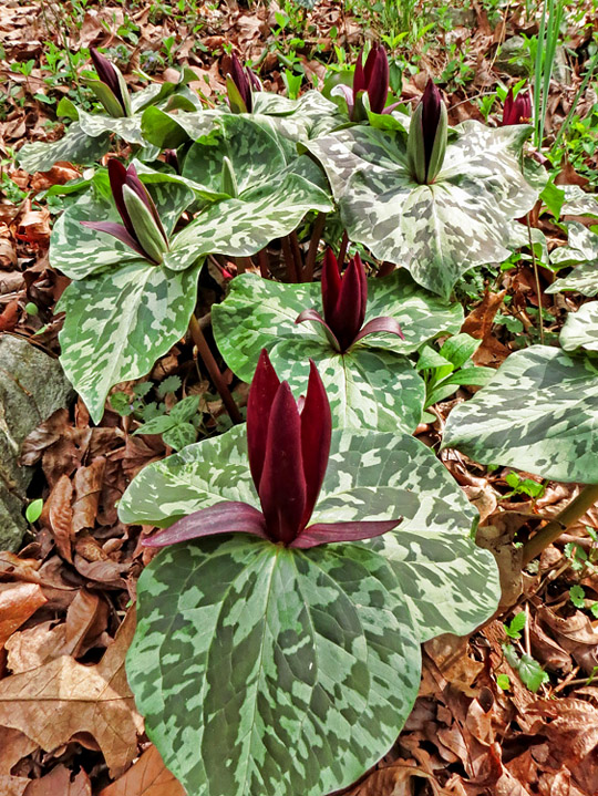 Trillium-cuneatus