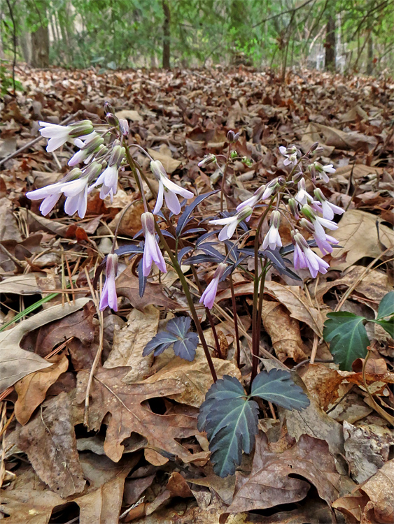 Slender_Toothwort