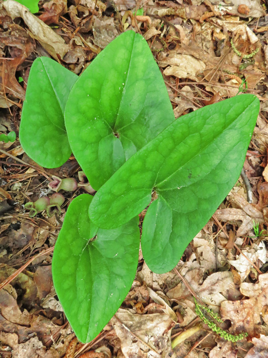 Heartleaf_leaves