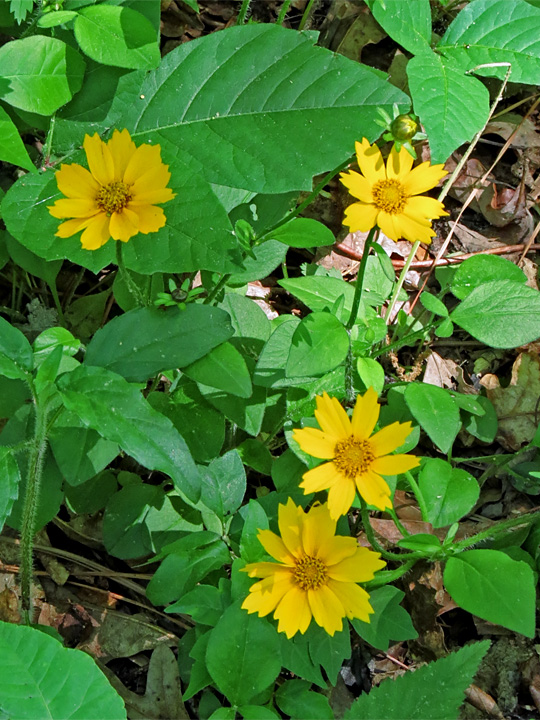 Coreopsis