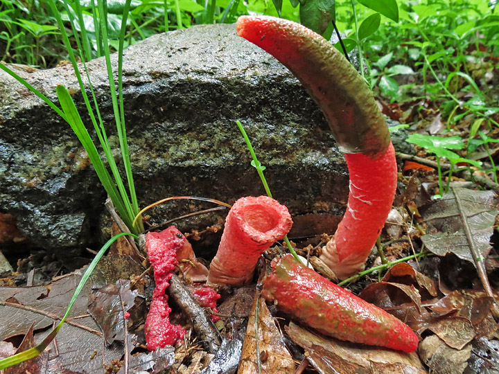 Stinkhorns