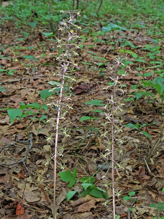 Crane-fly_orchids