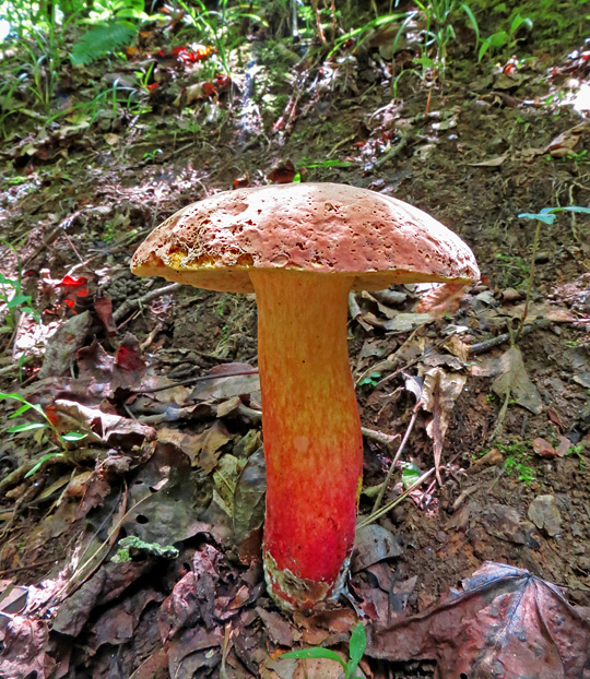 Boletus_mushroom