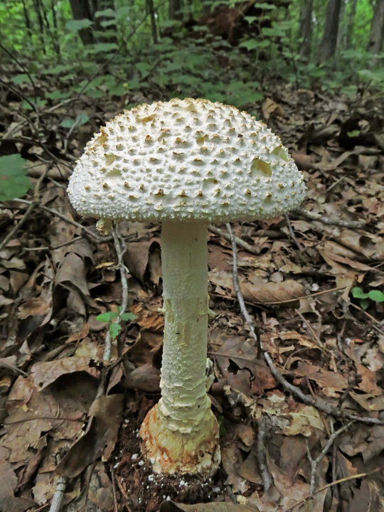 Amanita