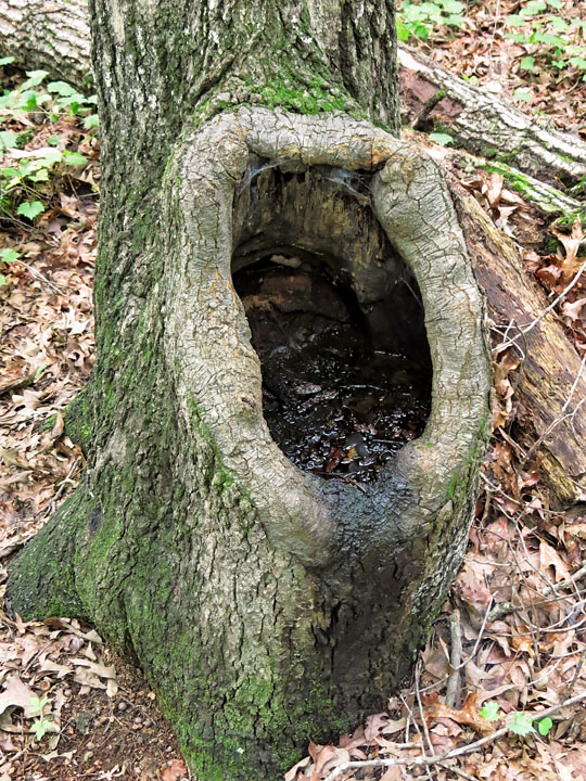 Tree_pool