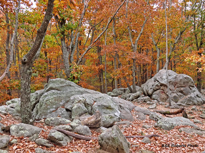 Rocks_foliage