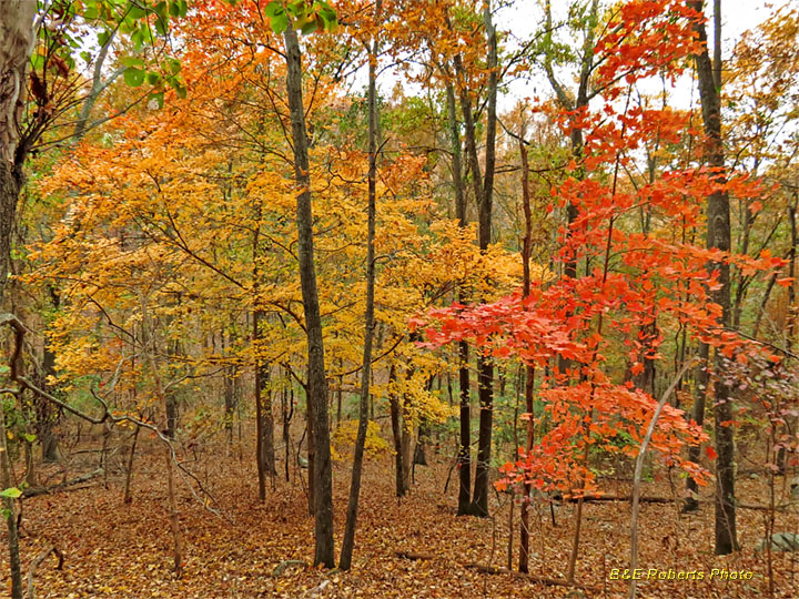 Yellow_and_red