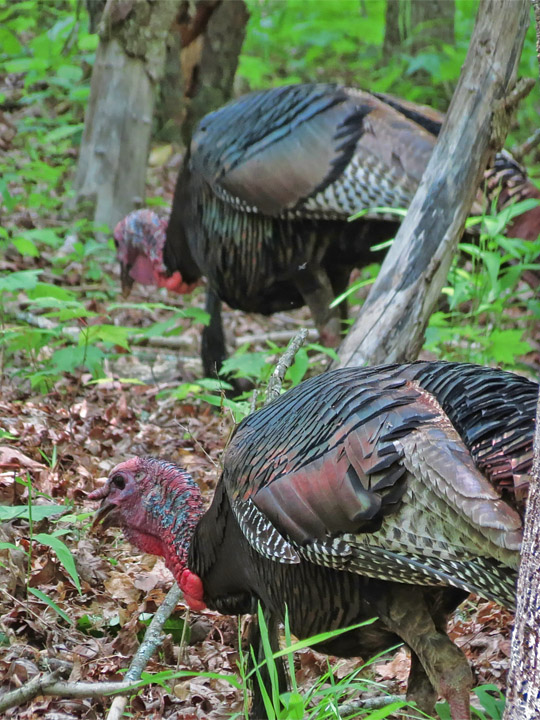 Turkeys