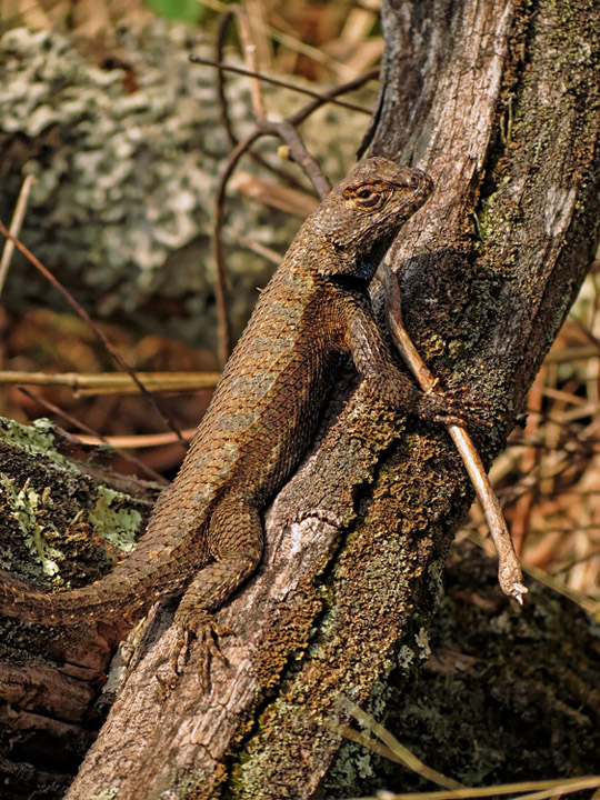 Fence_Lizard