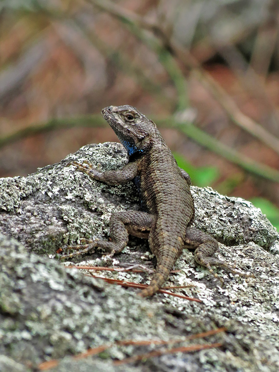 Fence_Lizard