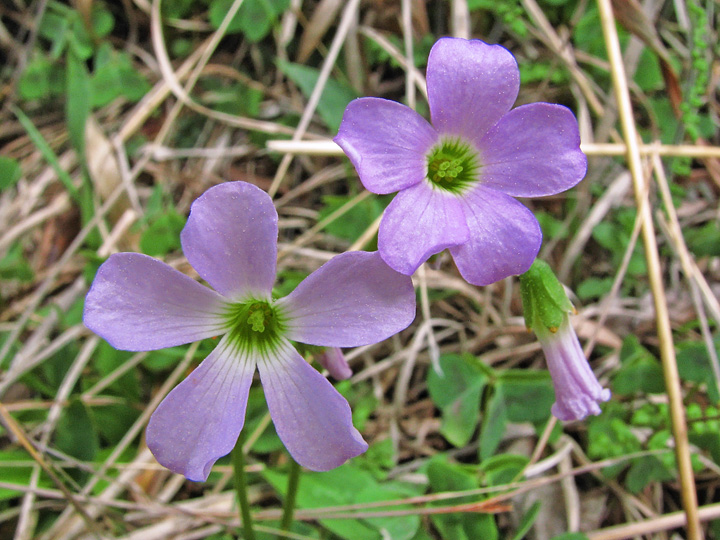 Wood_sorrel