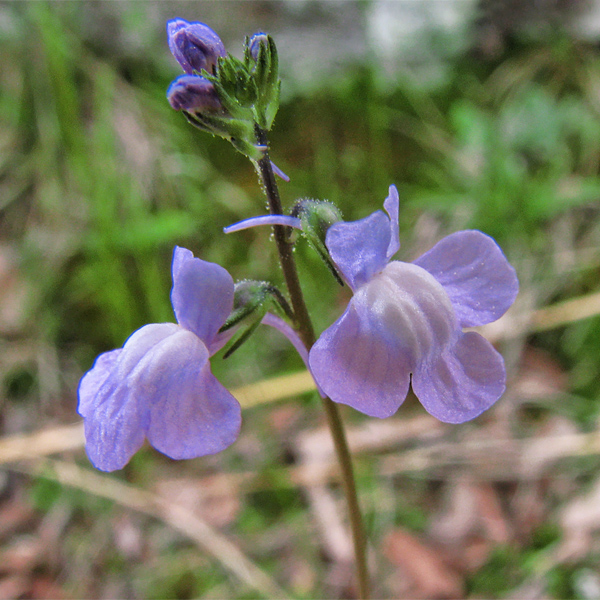 Toadflax