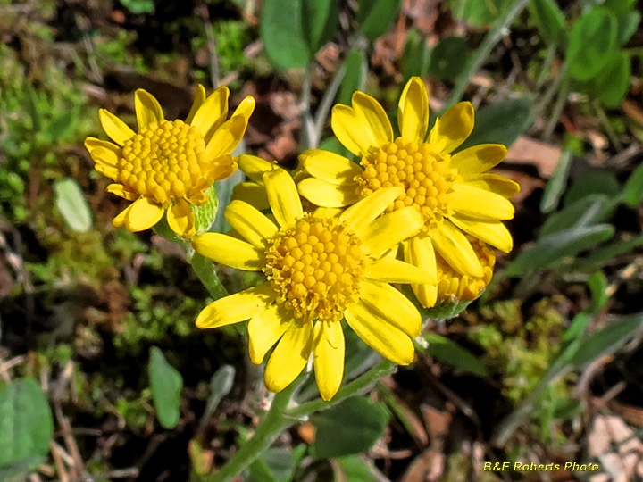 Woolly_Ragwort