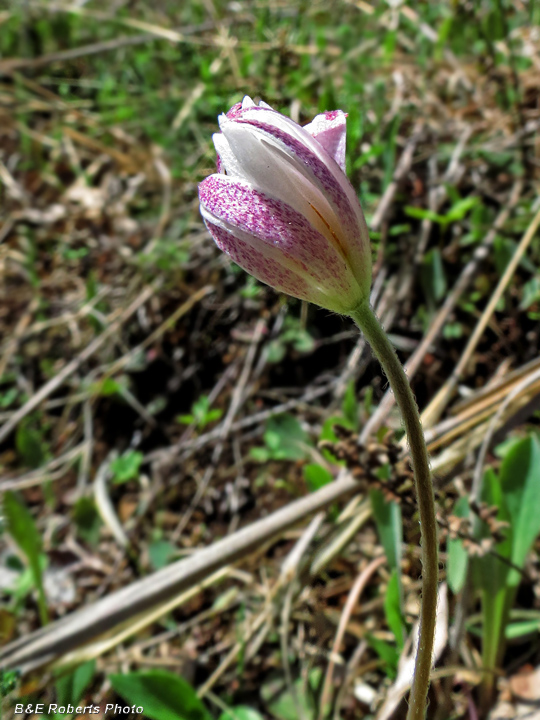 Anemone