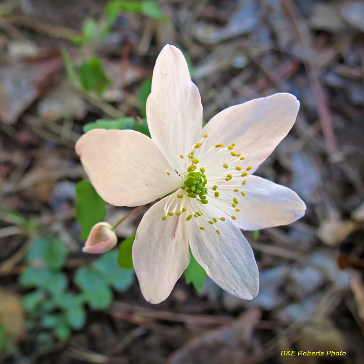 Rue_Anemone