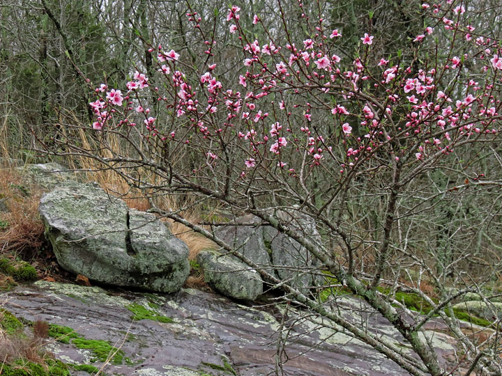 Flowering_Peach