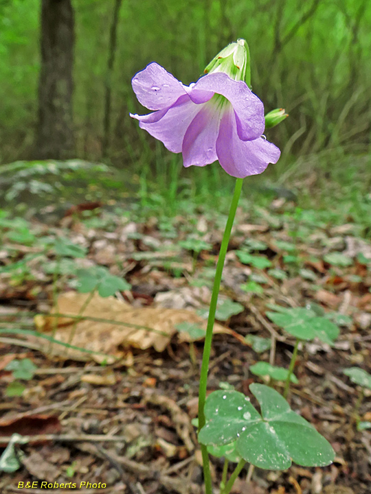 Wood_Sorrel