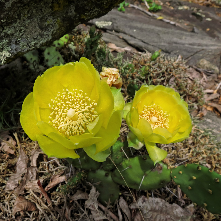 Cactus_flowers