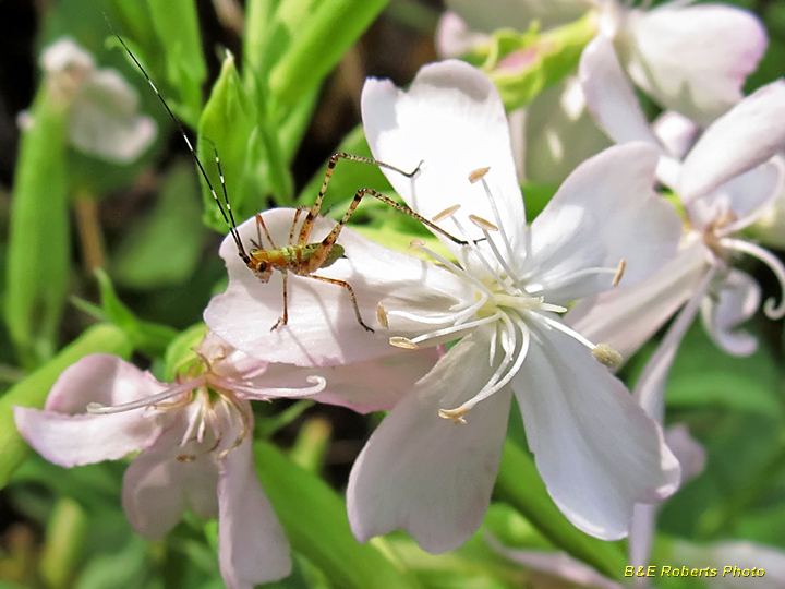 Soapwort-katydid_nymph