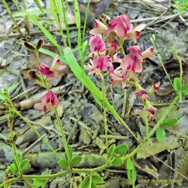 Trailing_Bush_Clover