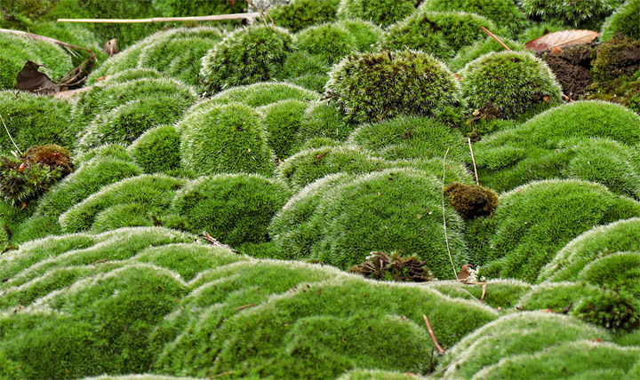 Moss