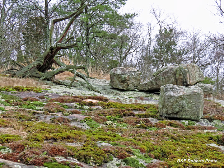 Rock_outcrop