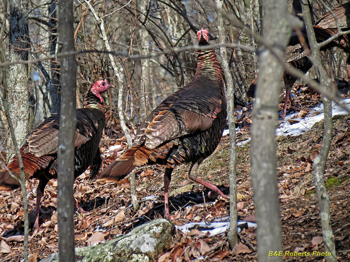 Wild_Turkeys