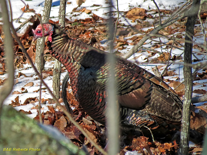 Wild_Turkey