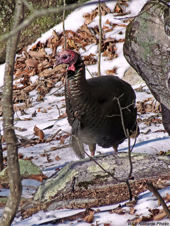 Wild_Turkeys