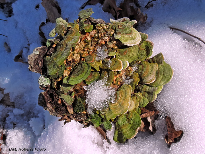 Stump_polypore